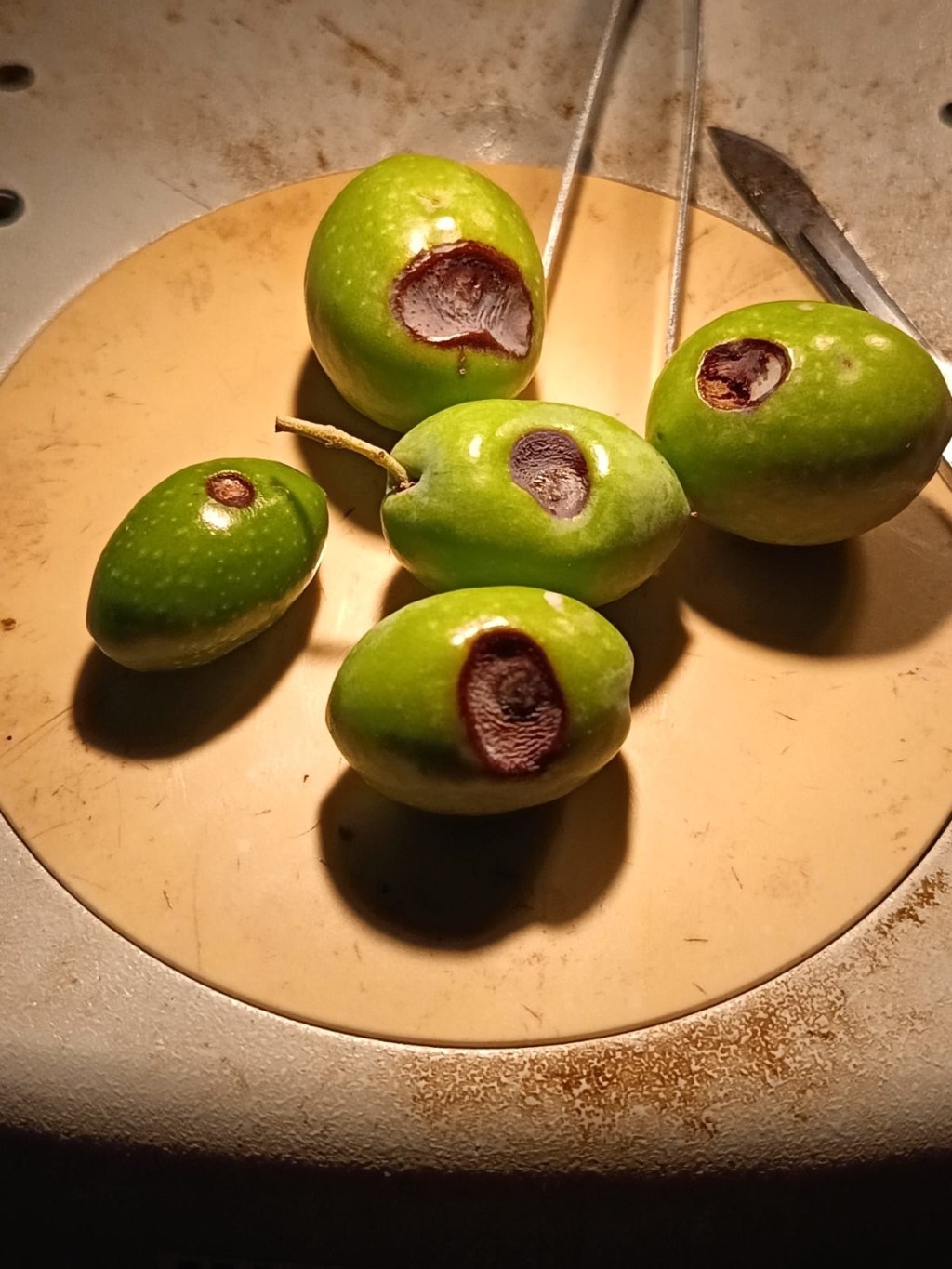 Marciume delle olive: il ruolo della Prolasioptera berlesiana