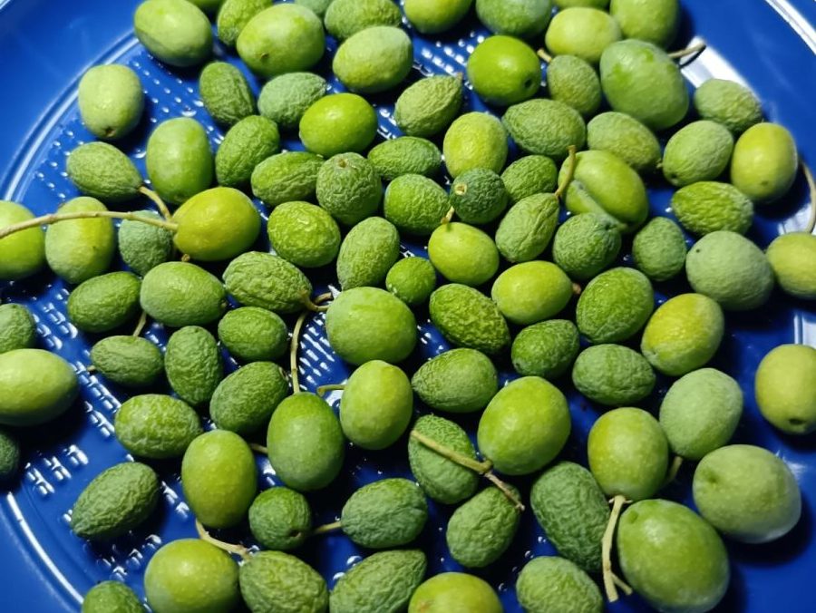 Estate 2026: il caldo estremo che raggrinzisce le olive (e cosa possiamo farci)