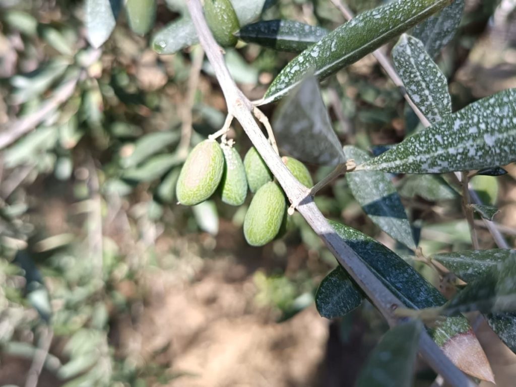 Perché le olive si raggrinziscono: cosa abbiamo visto nel nostro campo&nbsp;scuola